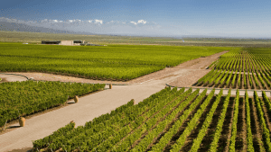 argentina - Mendoza Wine Therapy Featured Picture